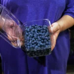 Blueberry recall 2026 list1
